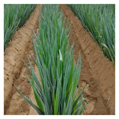 Cultivateur de machine de creusement diesel de 150 kg de capacité pour les projets d'aménagement paysager domestique